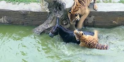 У Китаї розгнівані інвестори зоопарку на очах відвідувачів кинули тиграм живого віслюка