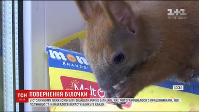 Маленького ручного бельчонка нашли на столичных Осокорках в пляжном баре