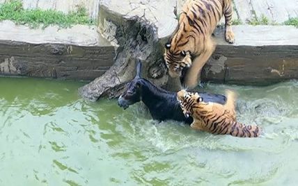 У Китаї розгнівані інвестори зоопарку на очах відвідувачів кинули тиграм живого віслюка