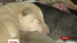 В Виннице бабушка спасла дворняжку с новорожденными щенками