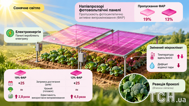 Сонячні панелі для городини / © ТСН