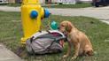 Собаку выбросили на улицу игрушками и письмом от хозяина / Фото: Wisconsin Humane Society