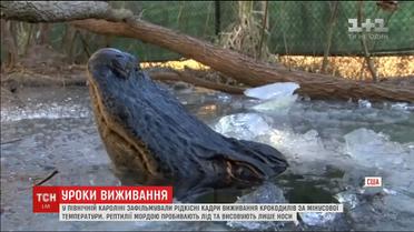 В Северной Каролине сняли, как крокодилы выживают при минусовой температуре