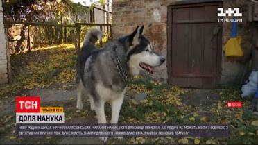Новини України: дев'ятирічний аляскінський маламут шукає господаря