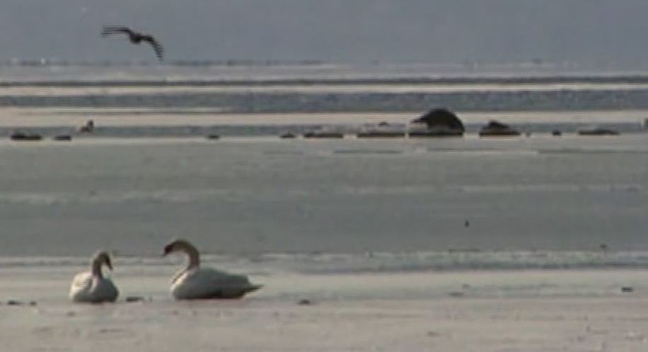 На водоеме в Каменском около сотни птиц оказались в ледяной ловушке