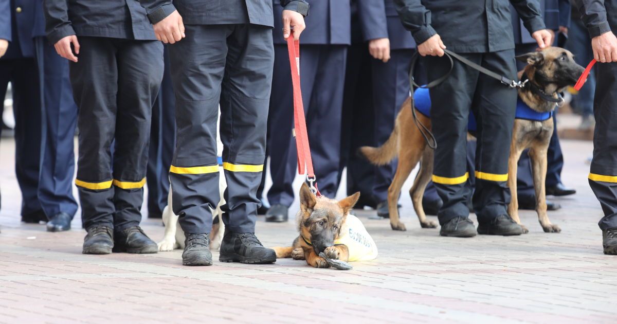 Посвята цуценят у рятувальники_5 / © ГСЧС