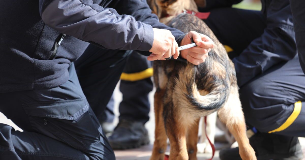 Посвята цуценят у рятувальники_3 / © ГСЧС