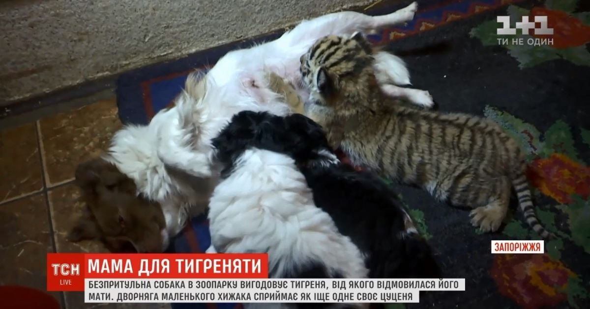 В Запорожье собака-дворняга выкормила отвергнутого матерью тигренка