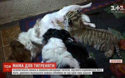 У Запоріжжі собака-дворняга вигодувала відкинуте матір’ю тигреня