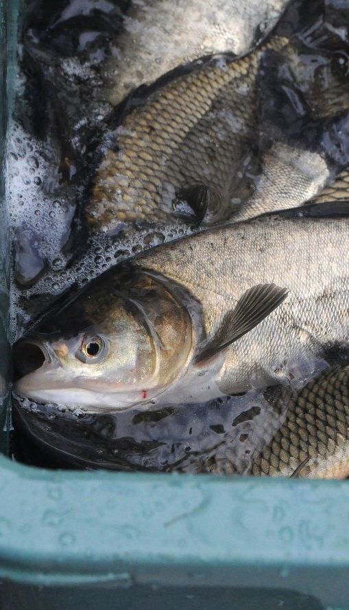Украина масштабно экспортирует рыбу за границу