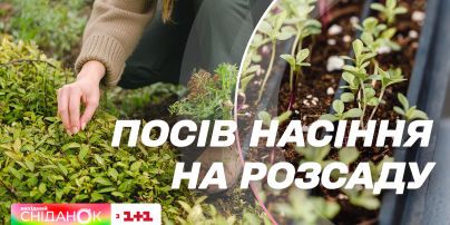Высеваем семена на рассаду | Эксперт по растениеводству Елена Самойлюк