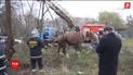 В Житомирі врятували коня з каналізаційного люка