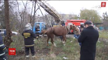 В Житомире спасли лошадь из канализационного люка