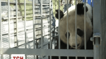 В Китаї панду випустили на волю після лікування