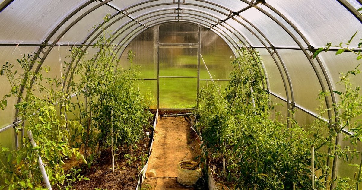 Що посадити в парнику в квітні