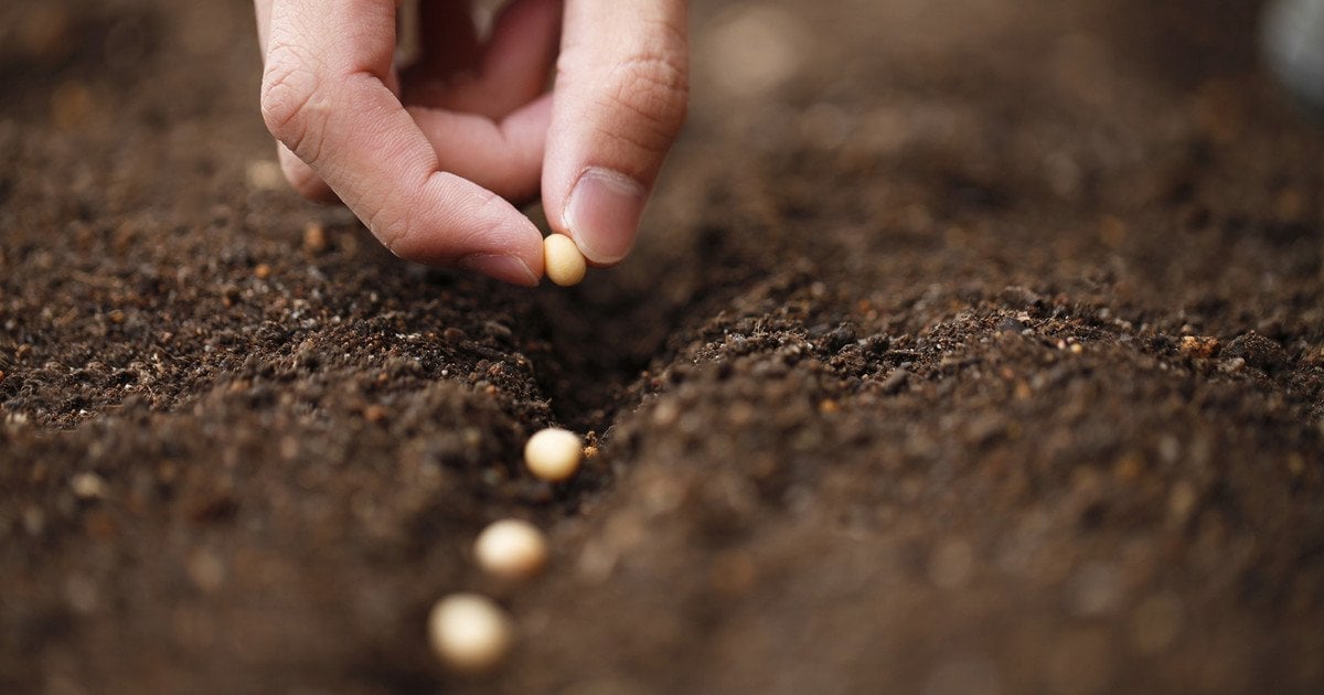 Семена не прорастают