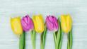 Тюльпани