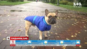 Почему важно выгуливать собаку минимум дважды в день и как обезопасить эти прогулки