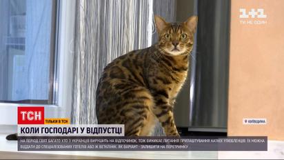 Куда пристроить домашних питомцев на время отпуска