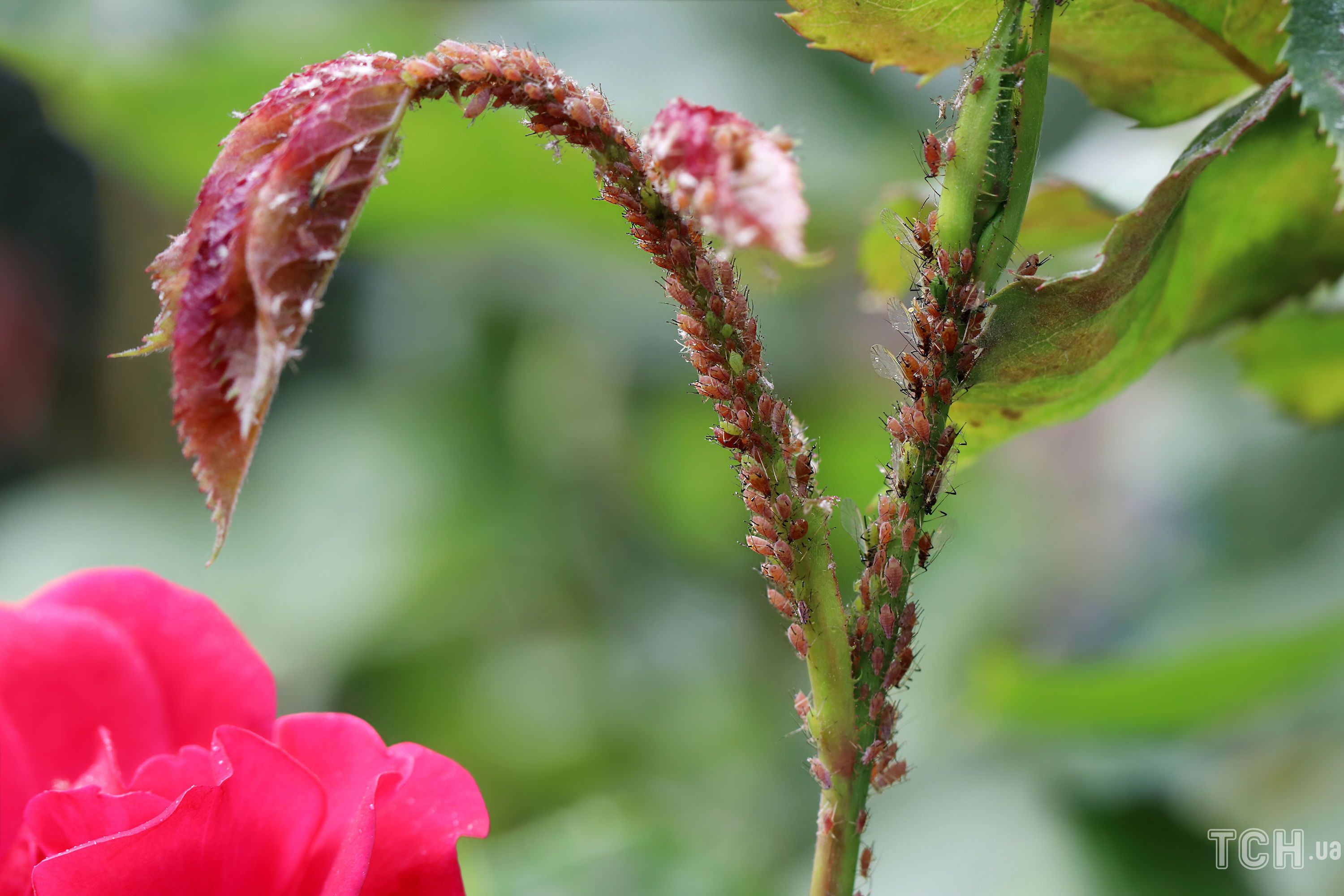 Пять насекомых, уничтожающих сад: как избавиться от вредителей без химии