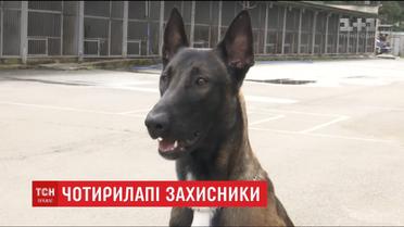 Искать оружие, взрывчатку и задерживать преступников: как щенков готовят к работе на блокпостах