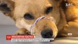 Во Львове от браконьерских ловушек страдают дворовые и домашние собаки