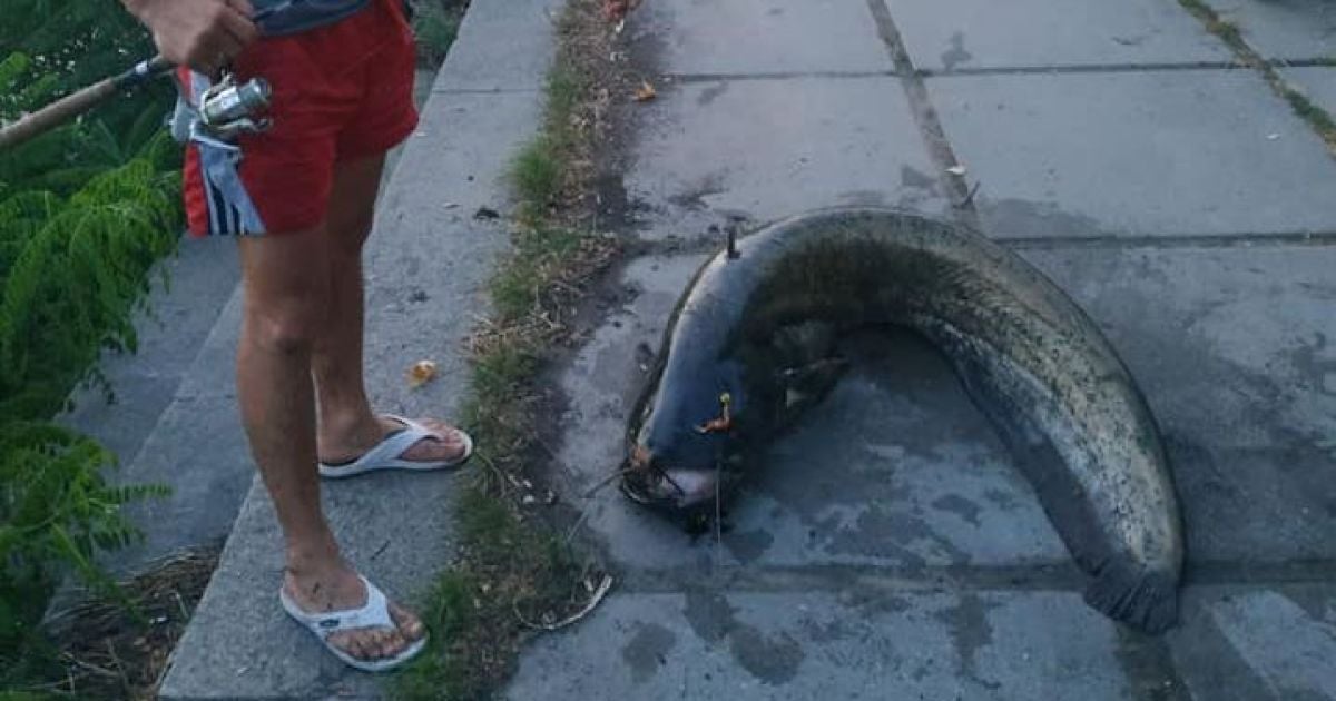 У Києві на Дніпрі чоловік спіймав величезного сома: з'явилися фото