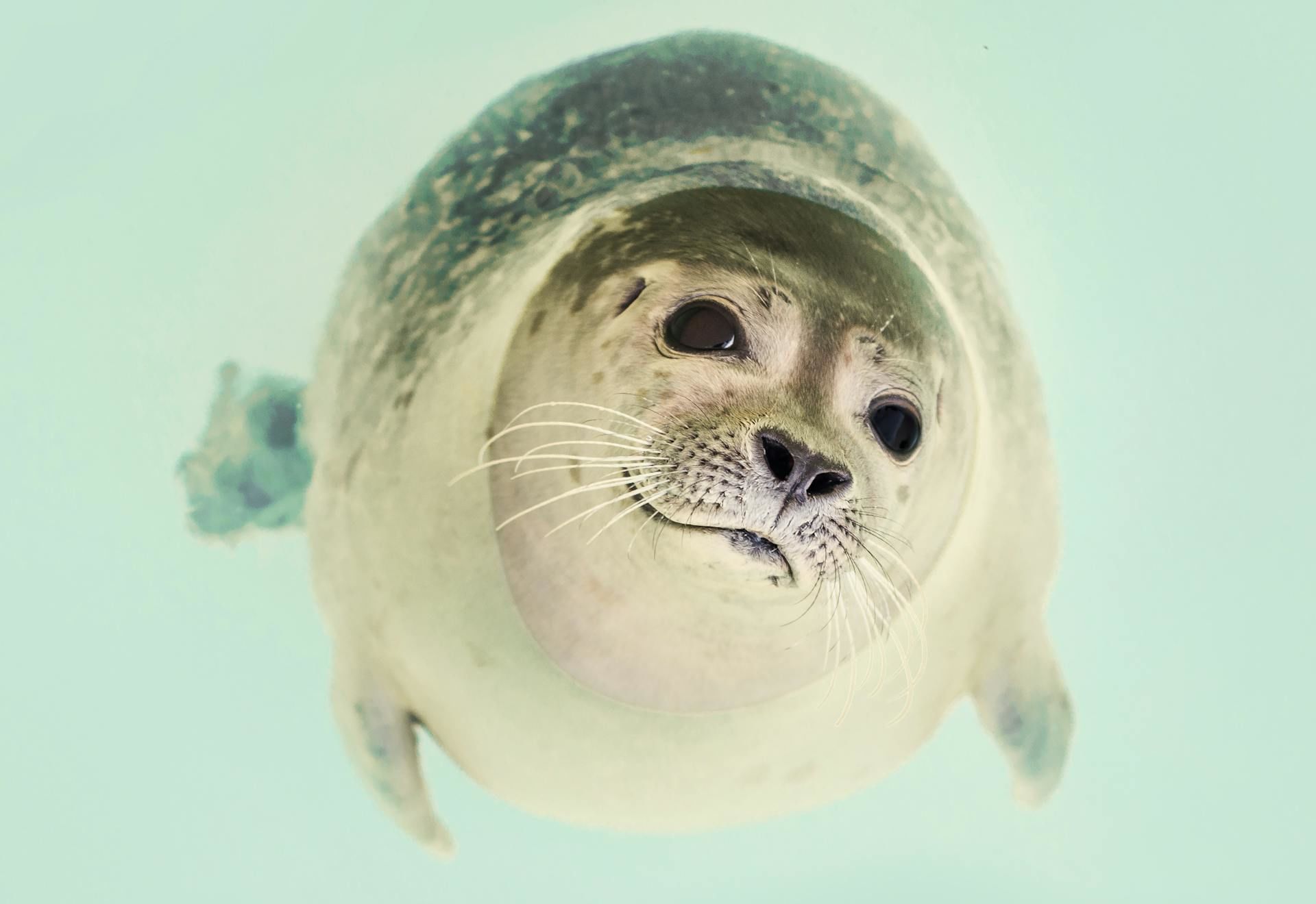 22 березня Міжнародний день тюленя / © Pexels
