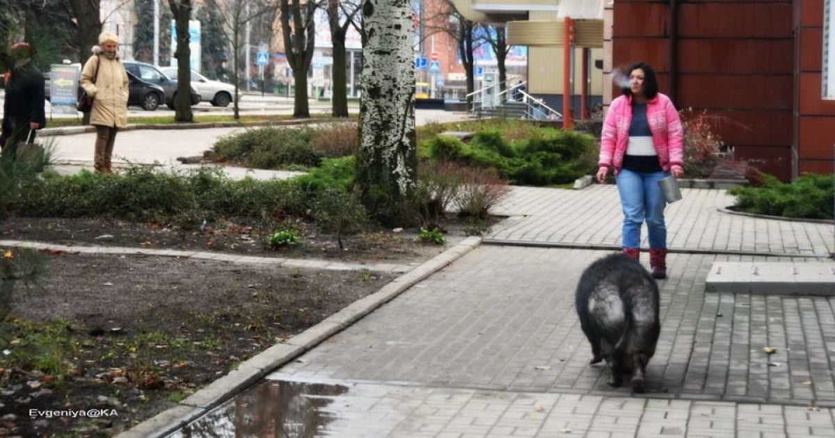 Свиня у Донецьку_2 / © Facebook/Евгения Карпачева