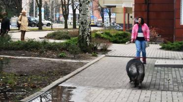 Свиня у Донецьку_2 / © Facebook/Євгенія Карпачева