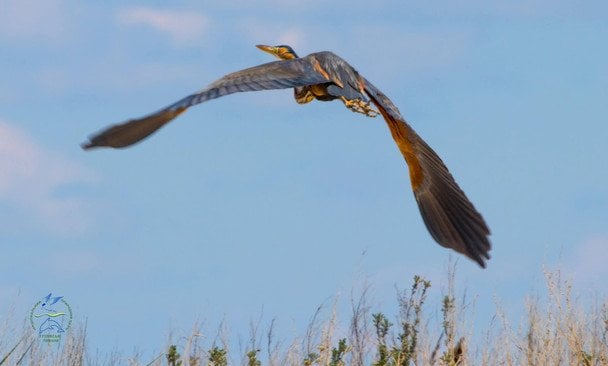 Руда чапля / © Facebook/Іван Русєв
