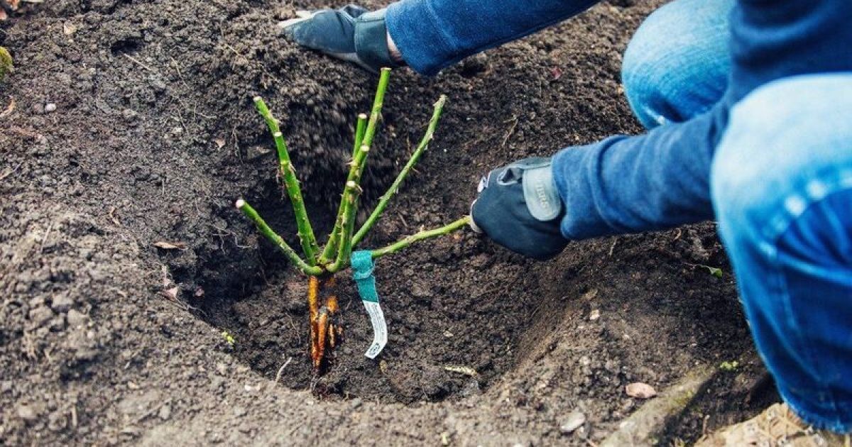 Осенняя посадка роз