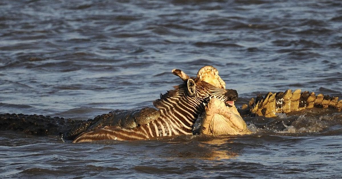 Фотограф сделал потрясающие кадры атаки крокодилов / © dailymail.co.uk
