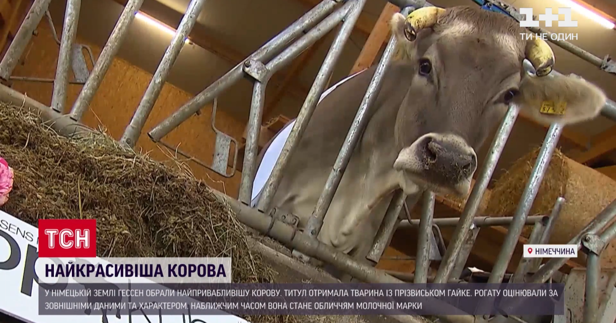 800-кілограмова переможниця: у Німеччині провели конкурс краси серед корів
