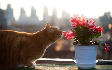 Как уберечь комнатные цветы от кота: простые и действенные советы