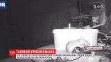 Стіл у гаражі британського пенсіонера щоночі прибирає звичайна миша