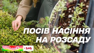 Висіваємо насіння на розсаду | Експертка з рослинництва Олена Самойлюк