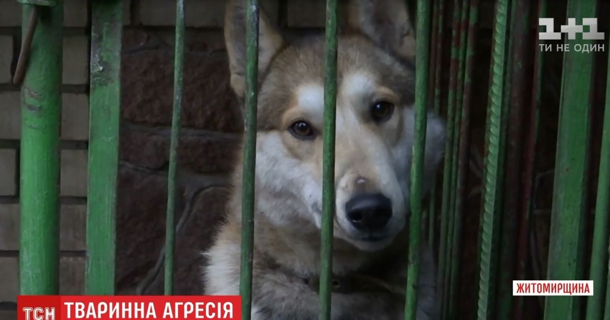 Собаки и куры вызвали драку и стрельбу на Житомирщине
