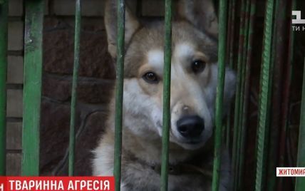 Собаки та кури спричинили бійку та стрілянину на Житомирщині