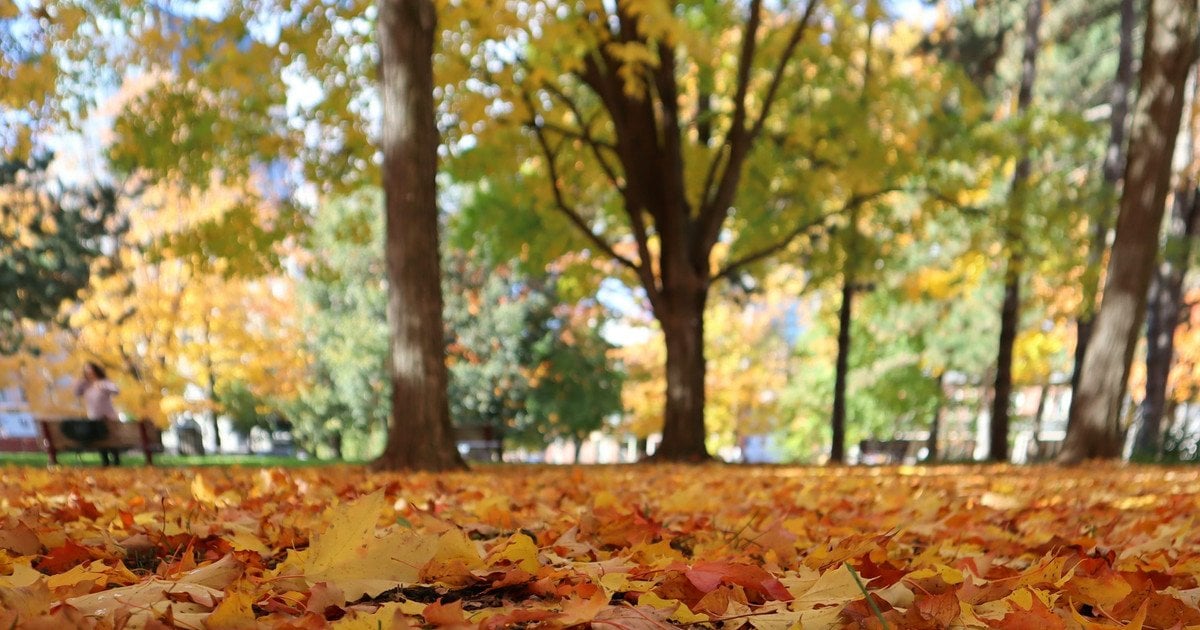 Как приготовить компост