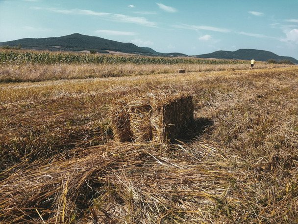 Народні прикмети 25 серпня / © unsplash.com