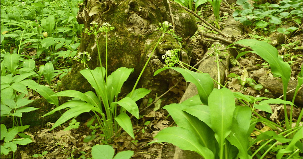 Як відрізнити черемшу від чемериці