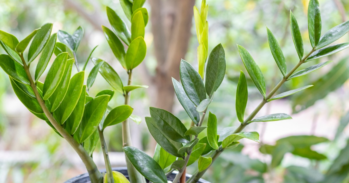 Почему замиокулькас не выпускает новые побеги