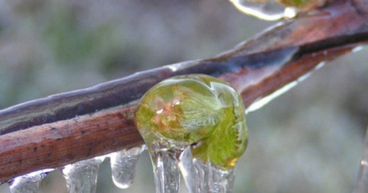 Как уберечь сад от морозов