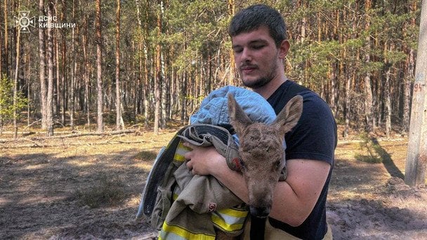 Во время ликвидации пожара в Чернобыльском лесу пожарные спасли лосенка / © ГСЧС Украины