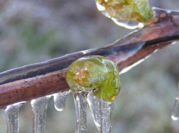 Як допомогти саду відновитись після весняних приморозків, які прогнозують на цьому тижні
