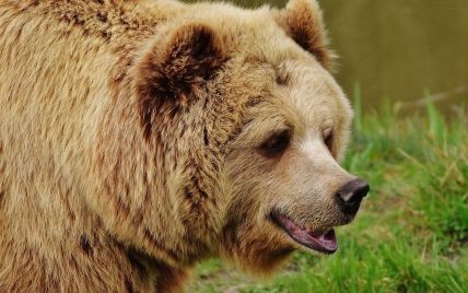 В Ивано-Франковской области спортсмен во время пробежки встретился с медведем: как мужчине удалось спастись