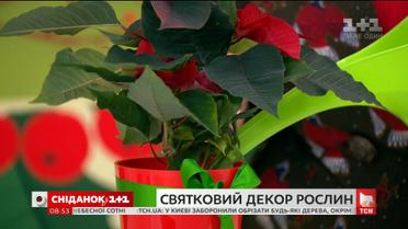 Скільки коштують горщики для кімнатних рослин і які з них вибрати для новорічного декору