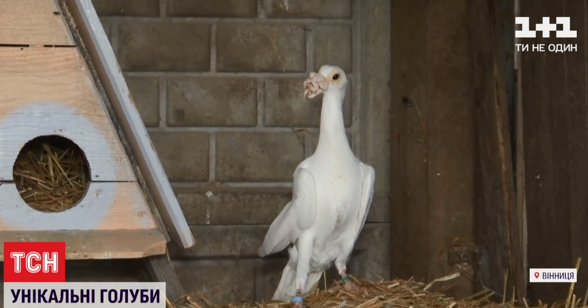 У Вінницькому зоопарку оселилися унікальної породи голуби, яких в Європі використовували як поштових