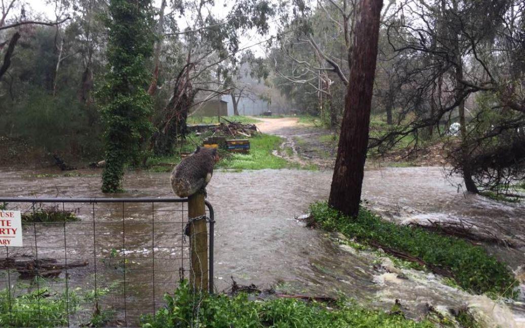 Коалу стала символом наводнений в Австралии. / © facebook.com/russell.latter